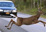 西部自驾加倍谨慎 路遇动物应这样处理